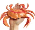 Novelty Simulated Crab Model Lifelike Durable Plastic Kids Educational Toys